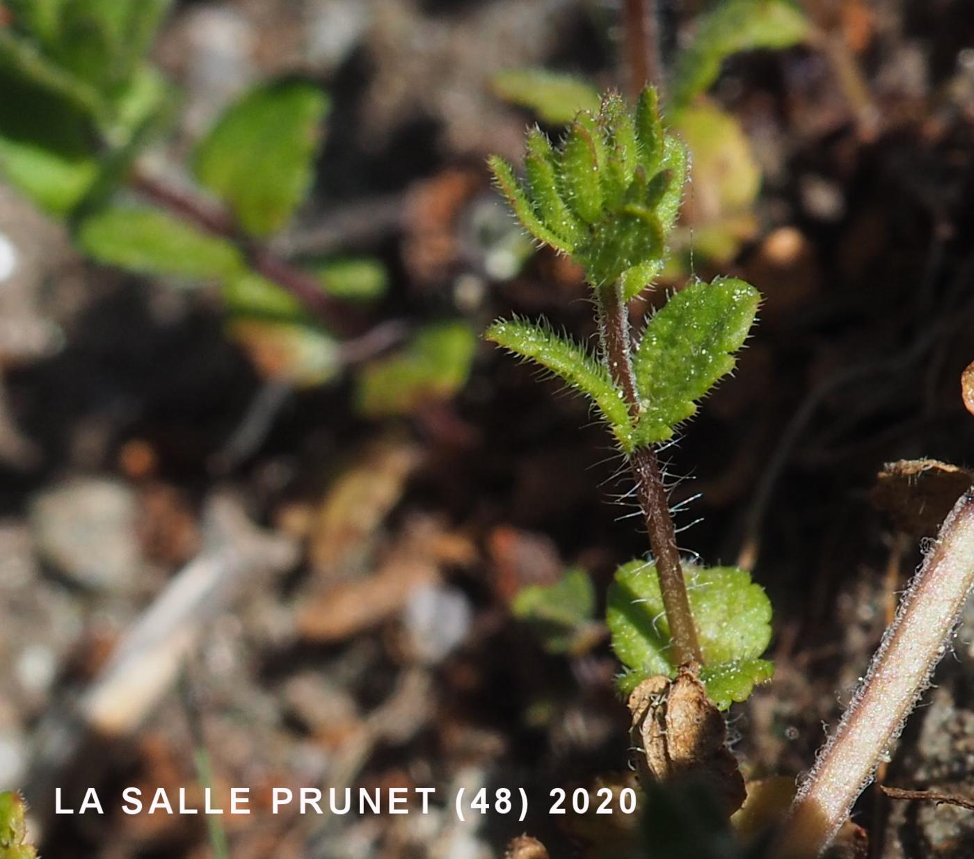 Speedwell, Wall leaf